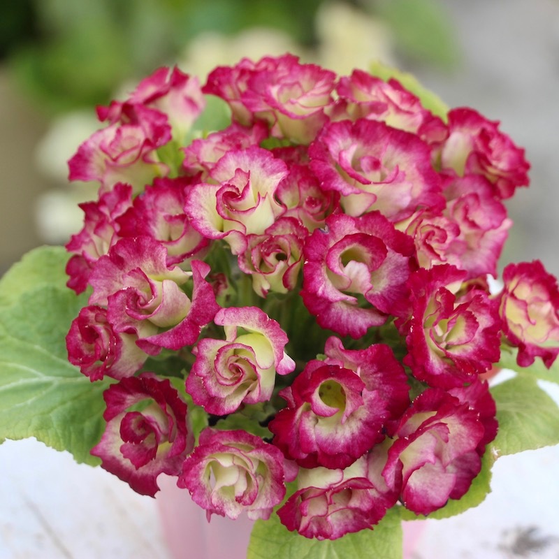 現品1点限り☆バラ咲きプリムラ・ジュリアン「ミステリーモカ」14番