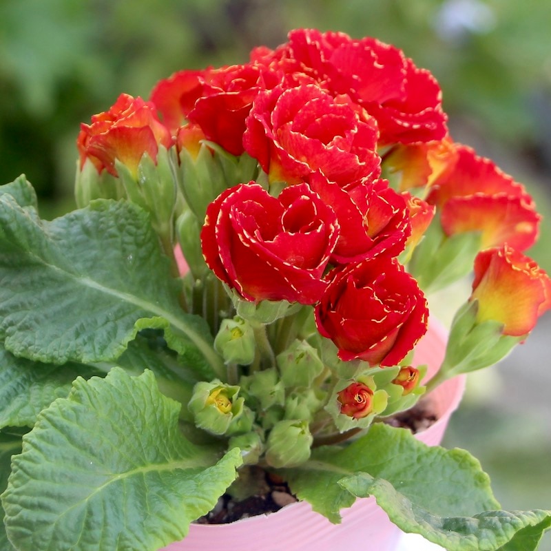 現品1点限り☆バラ咲きプリムラ・ジュリアン「ミステリーモカ」15番