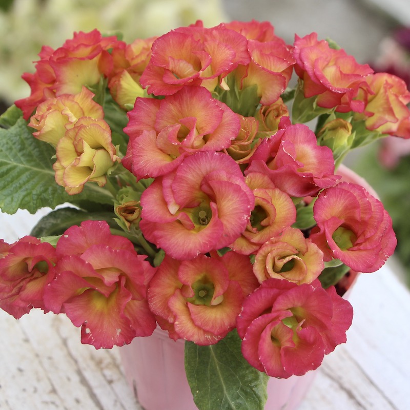 現品1点限り☆バラ咲きプリムラ・ジュリアン「ミステリーモカ」18番