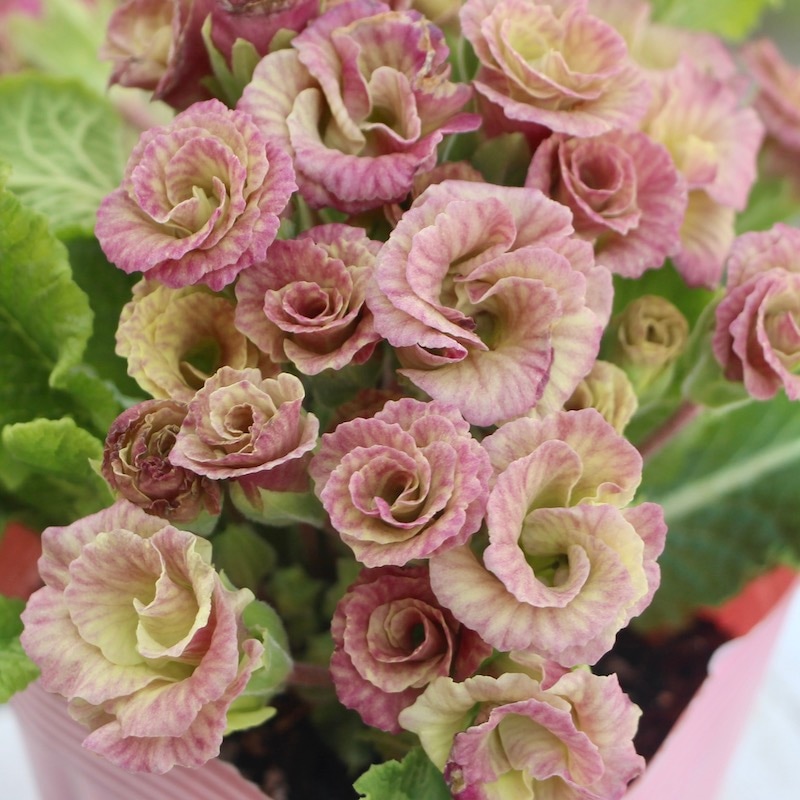 現品1点限り☆バラ咲きプリムラ・ジュリアン「ミステリーモカ」19番