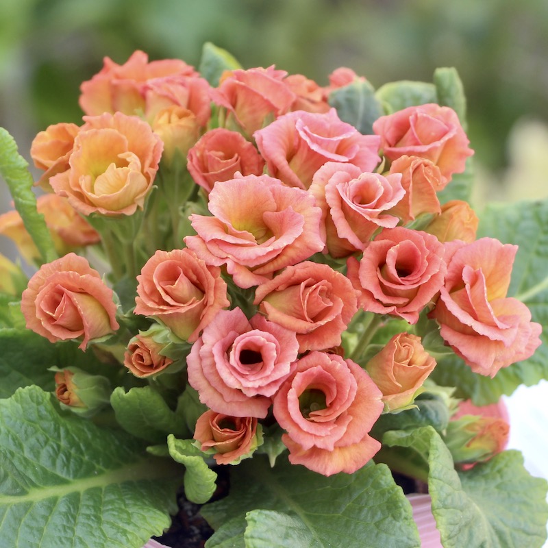 画像で花色を選べる☆バラ咲きプリムラ・ジュリアン「ミステリーモカ」20番