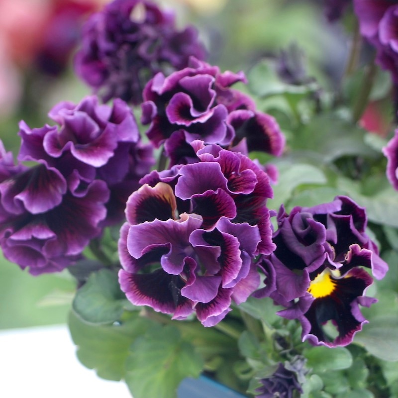 1点限り!! 画像とほぼ同じ色☆サトウ園芸さんのパンジー「ドラキュラ」(23番)