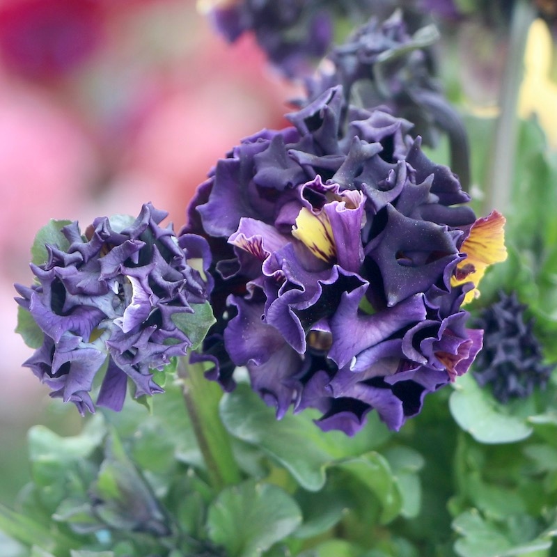 1点限り!! 画像とほぼ同じ色☆サトウ園芸さんのパンジー「ドラキュラ」(24番)