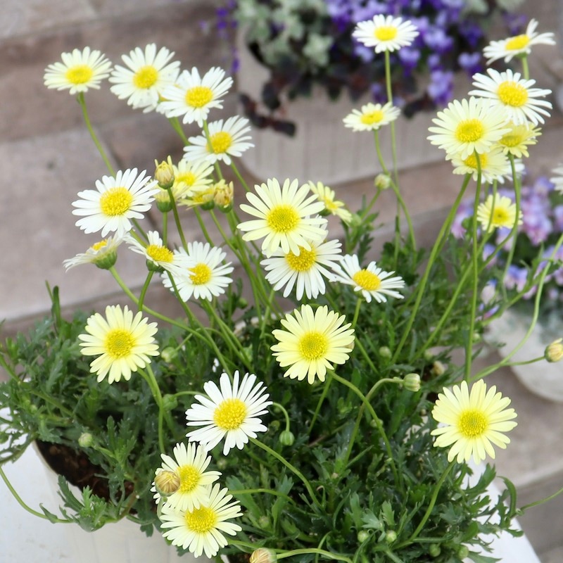 春の寄せ植えに♪ブラキカム「イエロー」