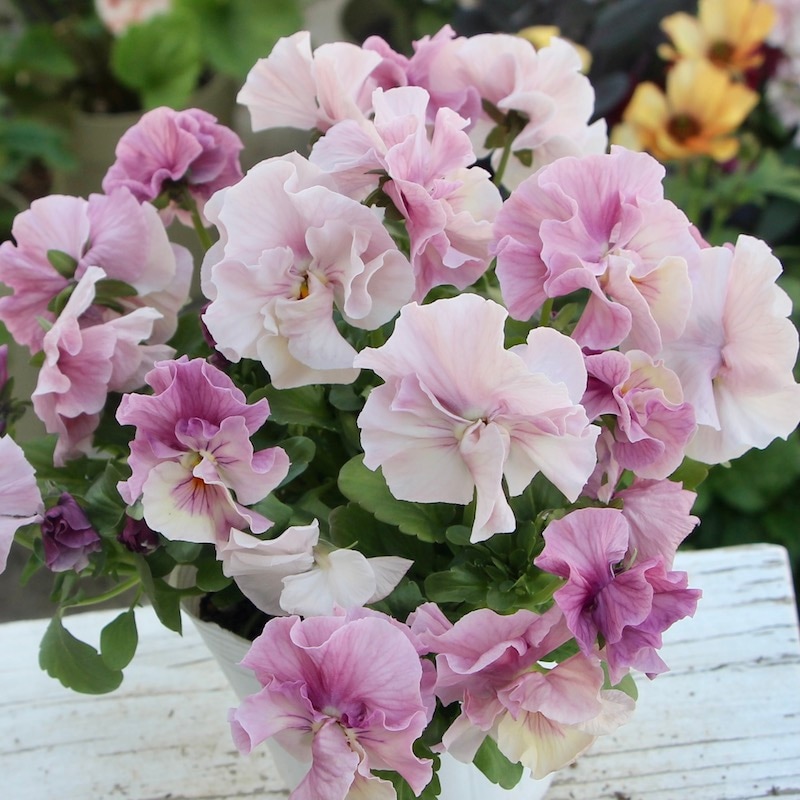 現品1点物☆花日和さんのフリル咲きパンジー「シエルブリエ」＜22SP05＞