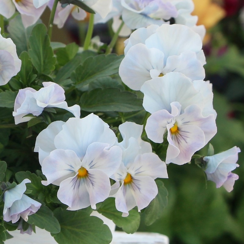 現品1点物☆花日和さんのフリル咲きパンジー「シエルブリエ」＜22SP07＞