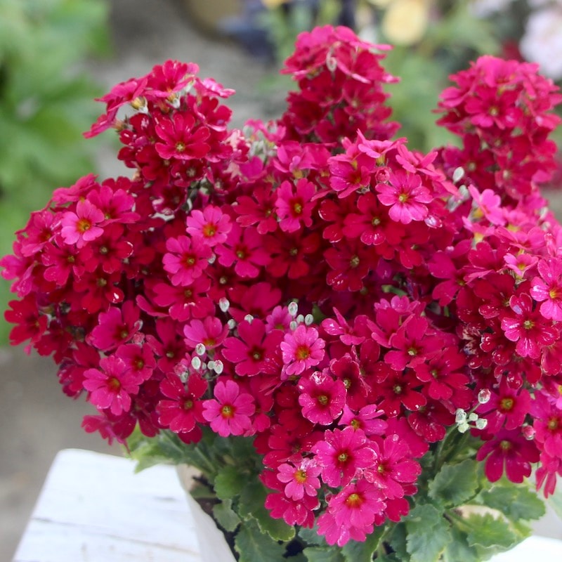 画像の現品☆松野さんの変わり咲き桜草☆22-03番(3.5号ポット)