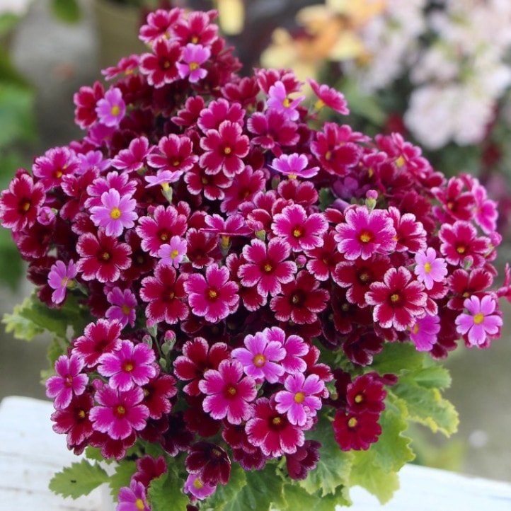 画像の現品☆松野さんの変わり咲き桜草☆22-05番(3.5号ポット)