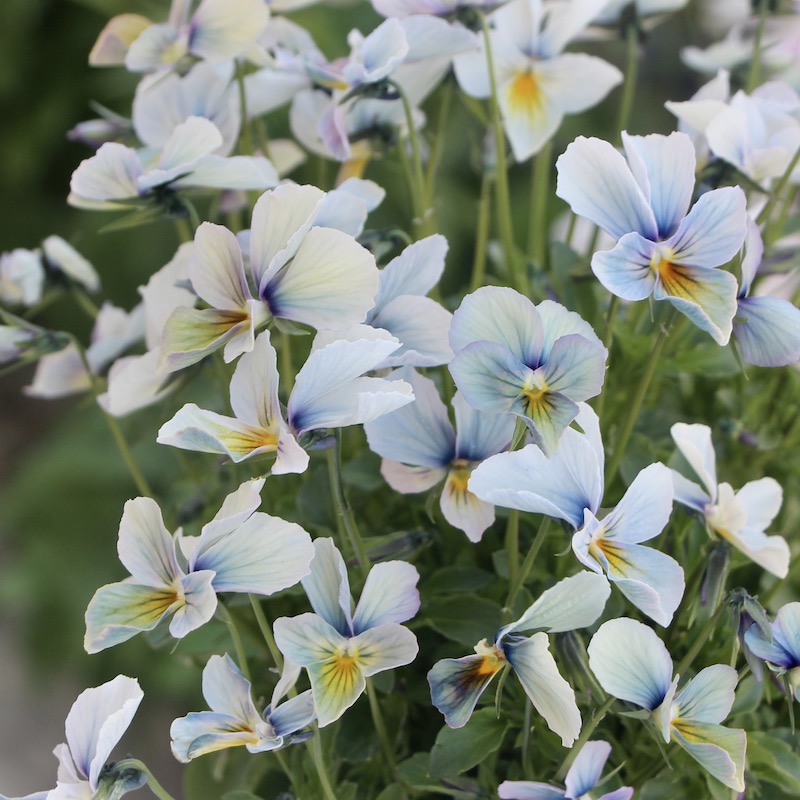 現品1点限り☆うえたビオラ「パピヨンワールド」22-15番(3.5号ポット)