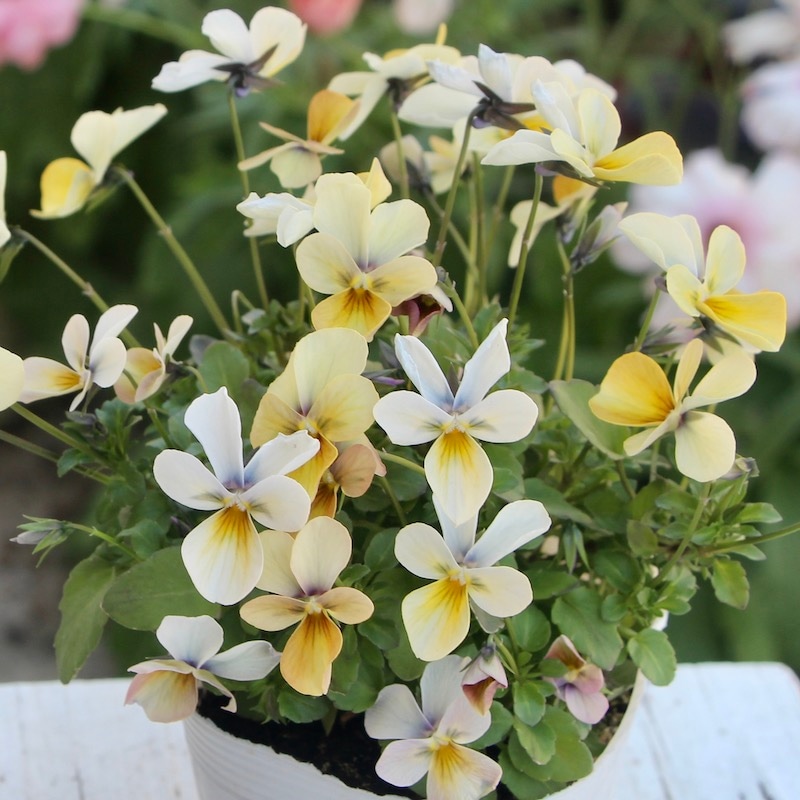 現品1点限り☆うえたビオラ「パピヨンワールド」22-16番(3.5号ポット)