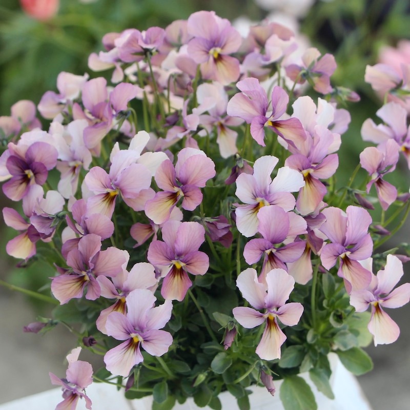 画像で花の色・形を選べる!!うえたビオラ「パピヨンワールド」22-17番