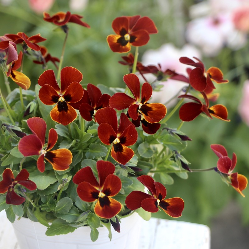 画像で花弁の色・形を選べる!!うえたビオラ「パピヨンワールド」213番