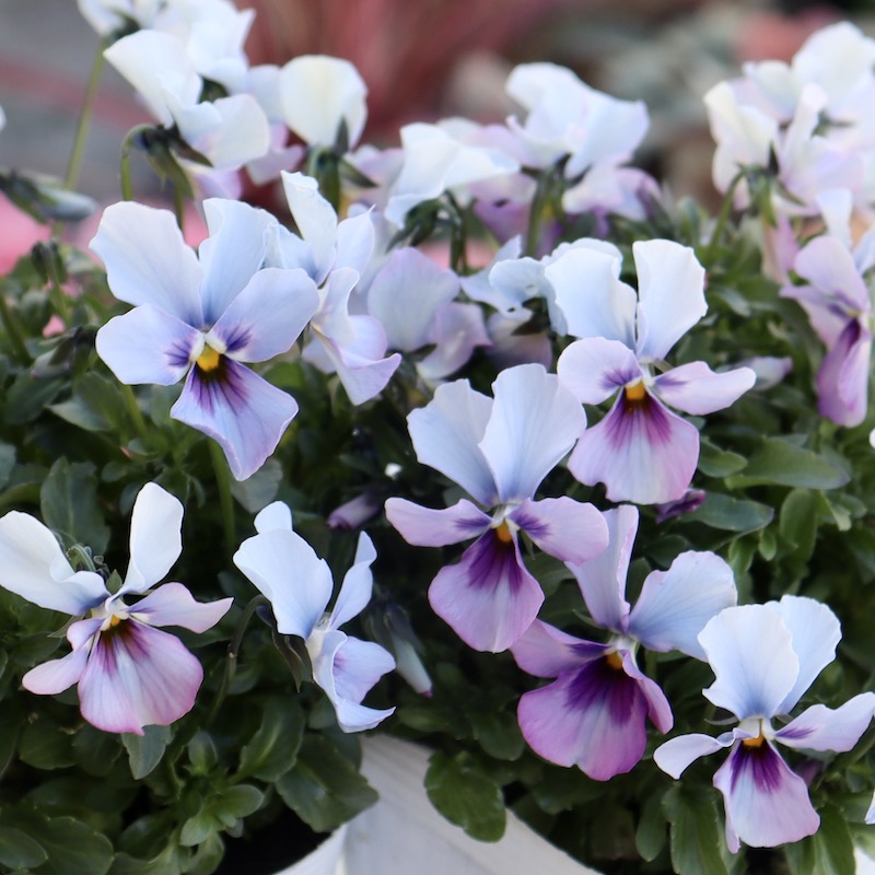 画像で花弁の色・形を選べる!! うえたビオラ「パピヨンワールド」284番