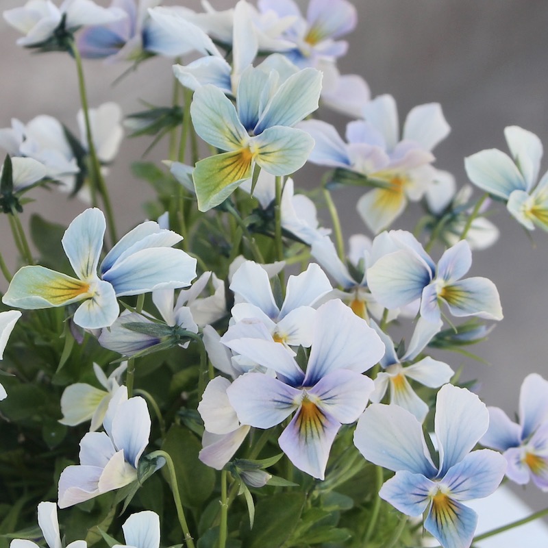 現品1点限り☆うえたビオラ「パピヨンワールド」22-22番(3.5号ポット)