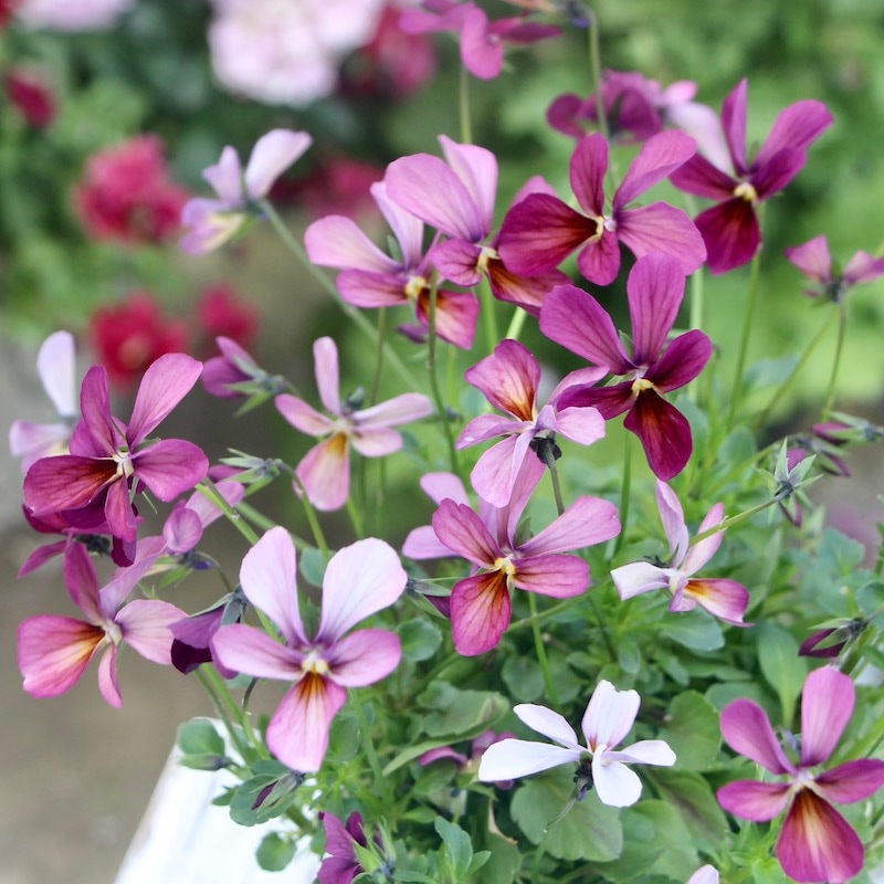 現品1点限り☆うえたビオラ「パピヨンワールド」22-24番(3.5号ポット)