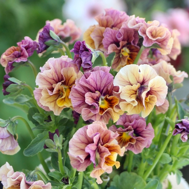 画像で色を選べる!! うえたビオラ「マーブル」<22-08番>