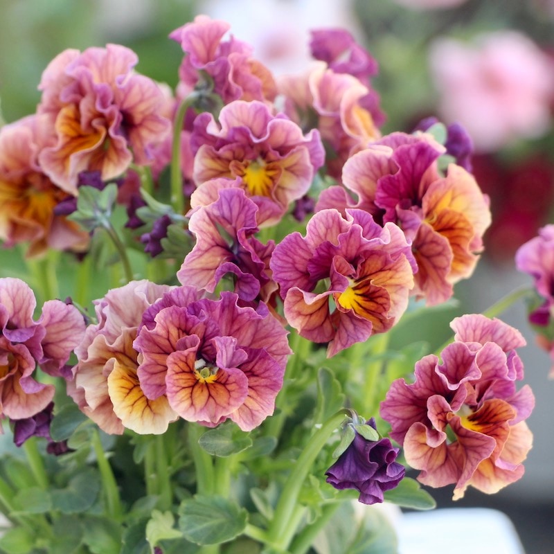 うえたビオラ「マーブル」<22-09番>(3.5号ポット)