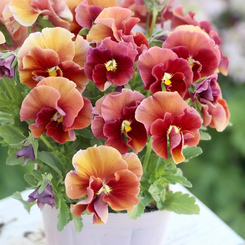 画像の現品1点限り☆うえたパンジー「マリーリーン」＜22SP-14＞(3.5号