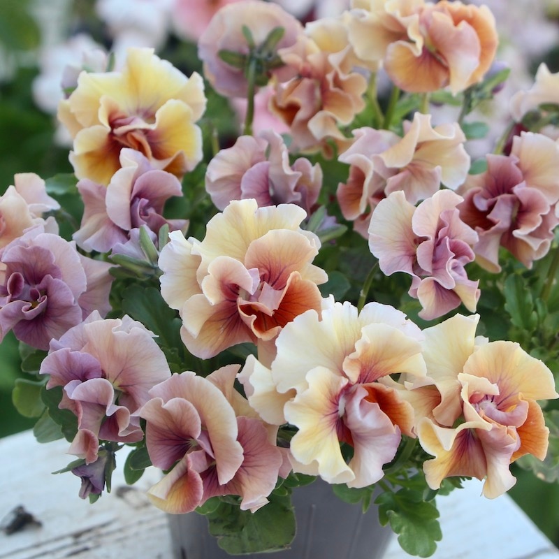 画像で色を選べる!!うえたパンジー「マリーリーン」<31番>