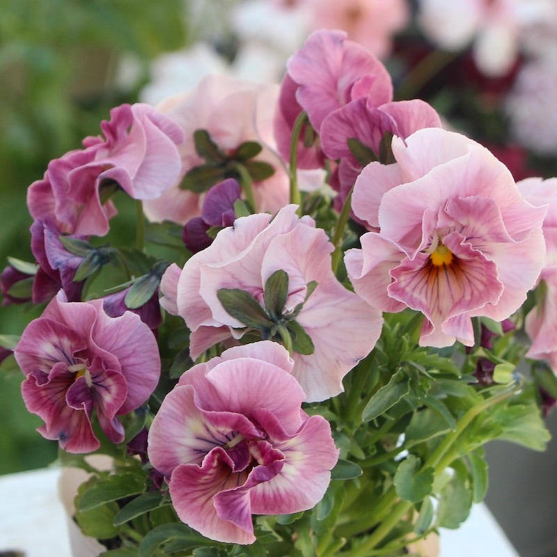 画像の現品1点限り☆うえたパンジー「マリーリーン」＜22SP-16＞(3.5号ポット)