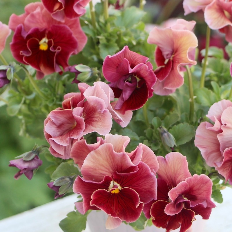 画像の現品1点限り☆うえたパンジー「マリーリーン」＜22SP-17＞(3.5号ポット)