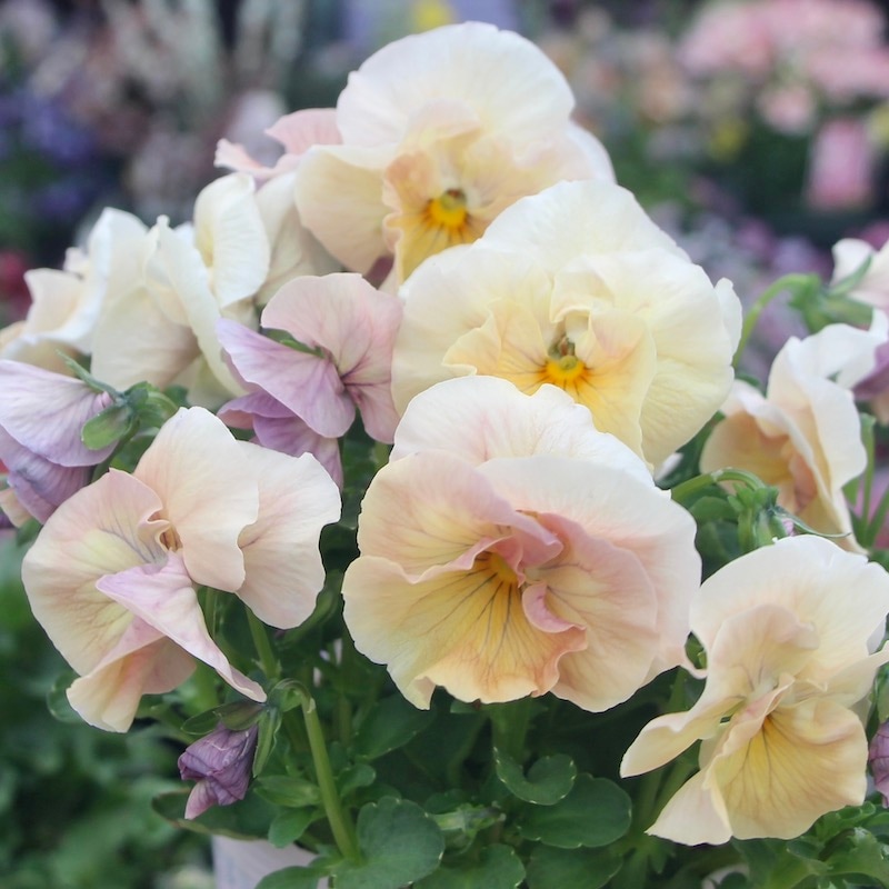 画像の現品1点限り☆うえたパンジー「マリーリーン」<22SP-18>(3.5号ポット)