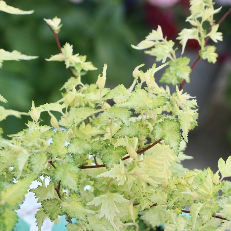 斑入り葉が美しい☆コゴメウツギ