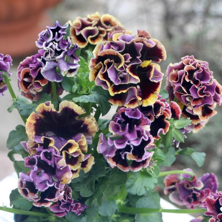 画像とほぼ同じ色☆サトウ園芸さんのパンジー「ドラキュラ」(26番)