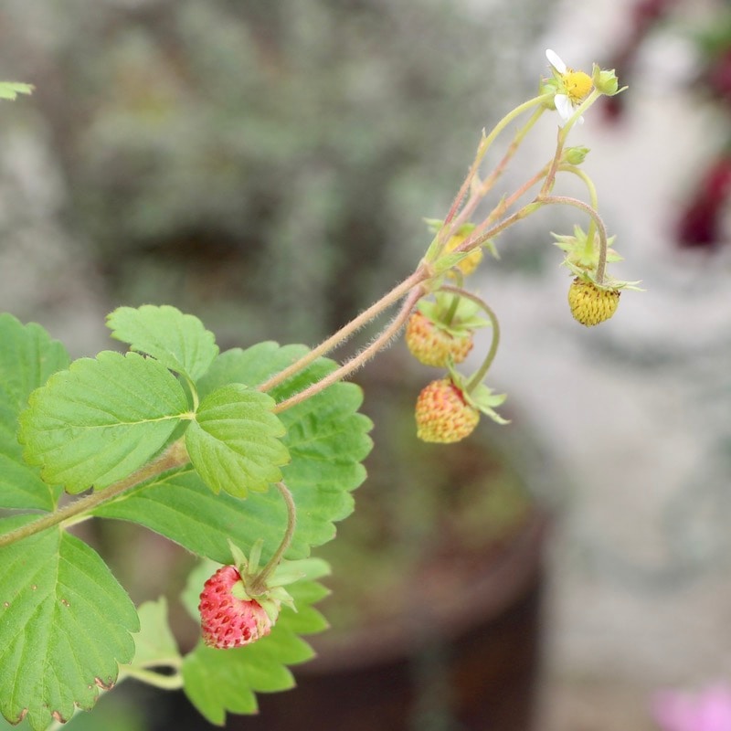 ワイルドストロベリー「ゴールデンアレキサンドリア」