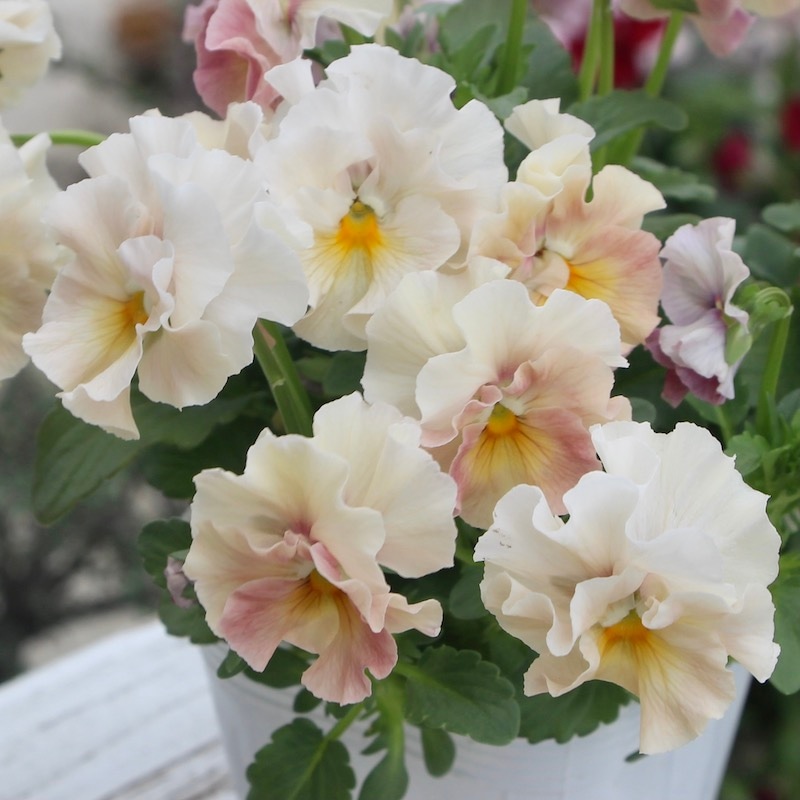 花日和さん育種フリル咲き「シエルブリエ」・2025年10月中下旬ごろ販売