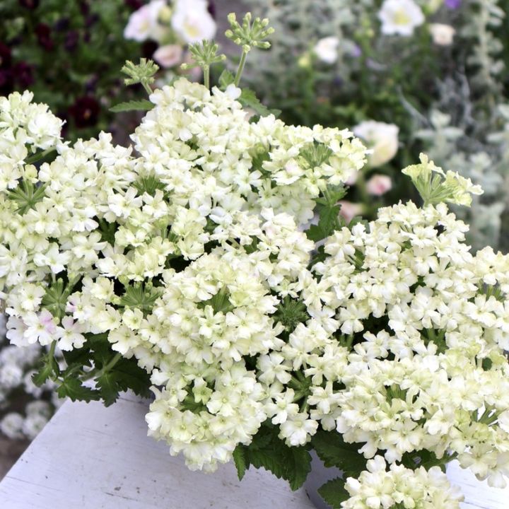 宿根バーベナ・バネッサ「ライム」(3.5号ポット)