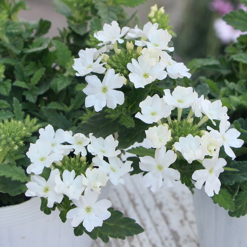 超良株☆宿根バーベナ・コルト「ホワイト」(3.5号ポット)