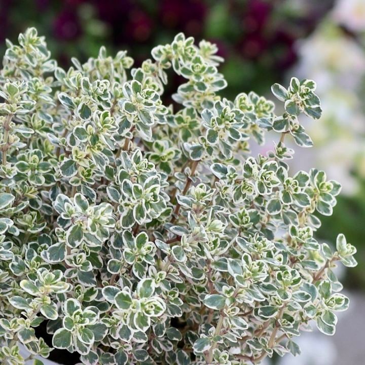 爽やか♪スパークリングブライトタイム(2.5号ロングポット)