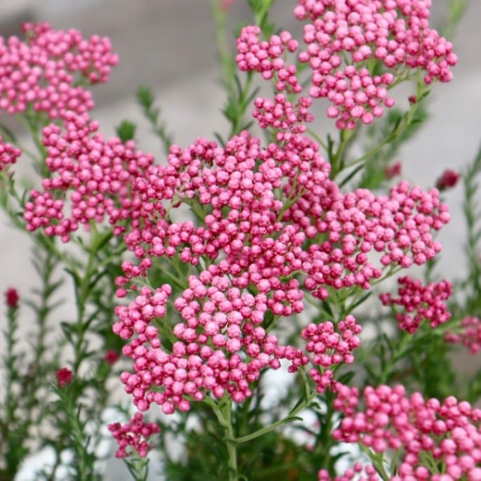 可愛い♪ライスフラワー「ロイヤルピンク」