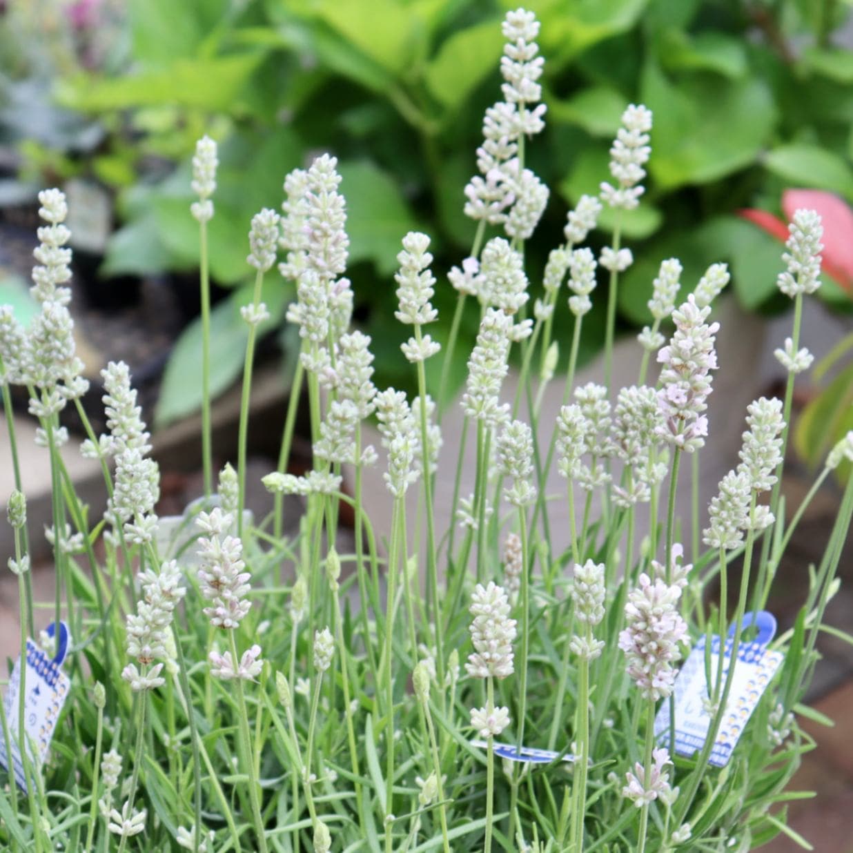 【4号鉢】イングリッシュラベンダー「北のしずく」ライトピンク(淡桃)