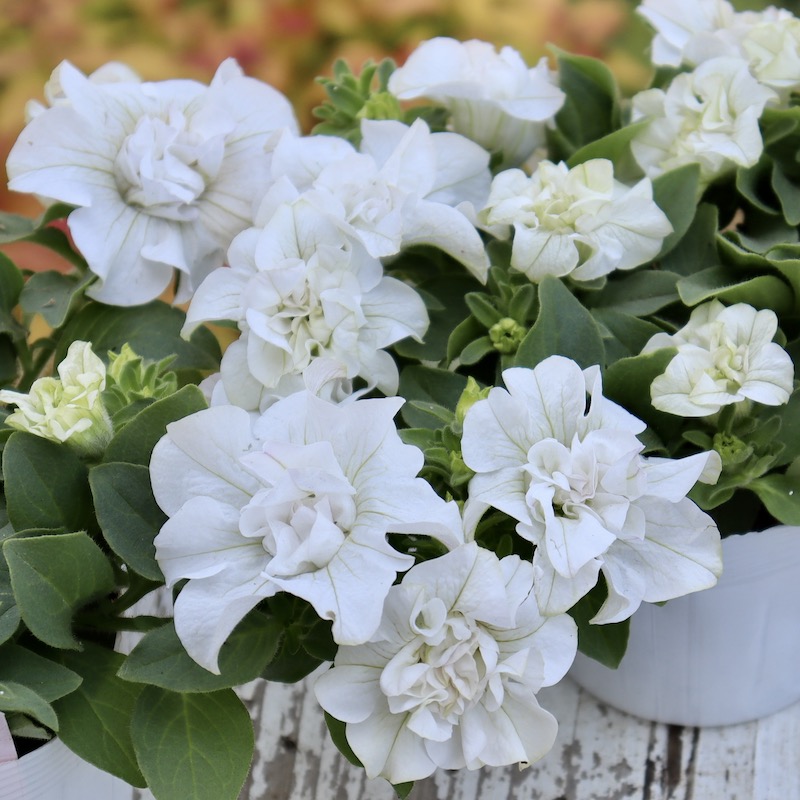 今年もボリューム株☆花日和さんの八重咲きペチュニア・ベルチャーム「エマ」(3.5号ポット)