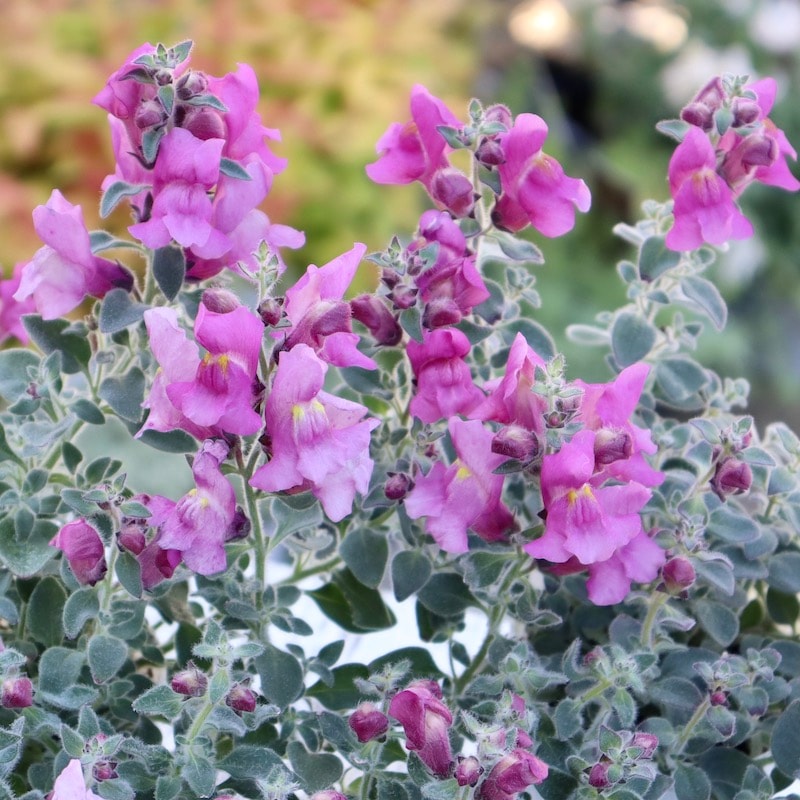 銀葉のキンギョソウ「シルバードラゴン・ピンク」(2.5号ロングポット)