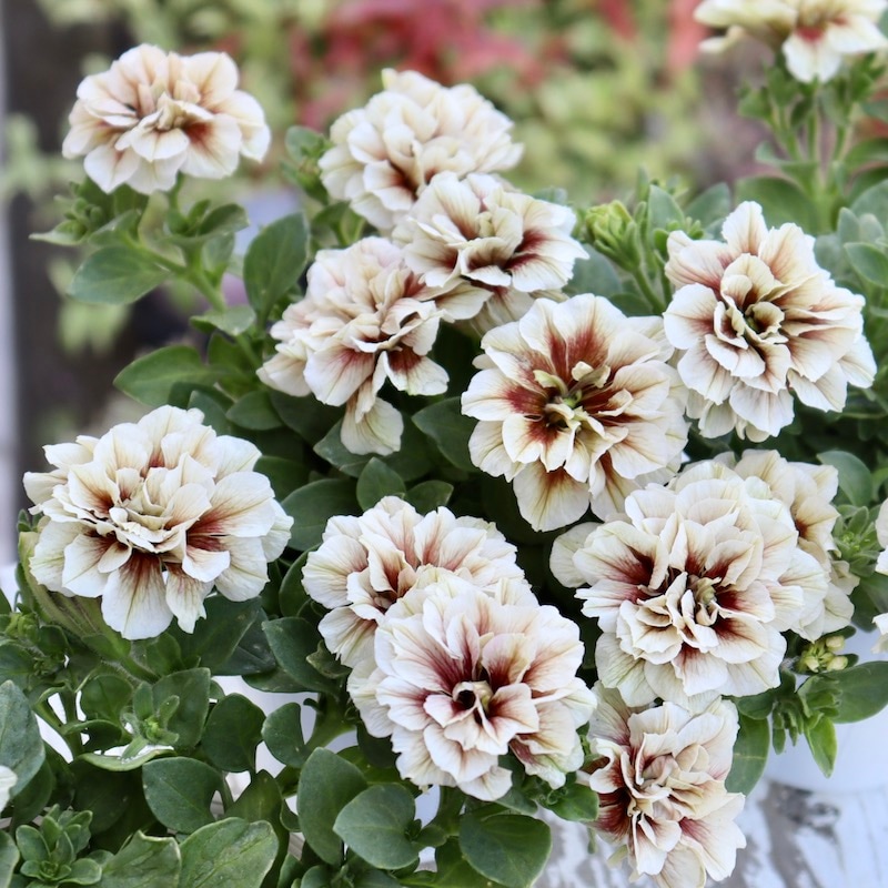 花日和さんの八重咲きペチュニア・ホイップマカロン「ショコラブラン」(3号ロングポット)