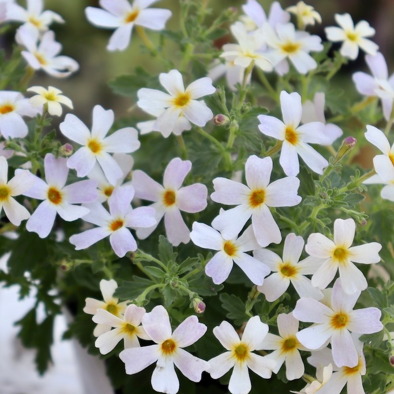 希少品種☆ヤメスブリテニア・スターダム「ホワイトフュージョン」(3.5号ポット)