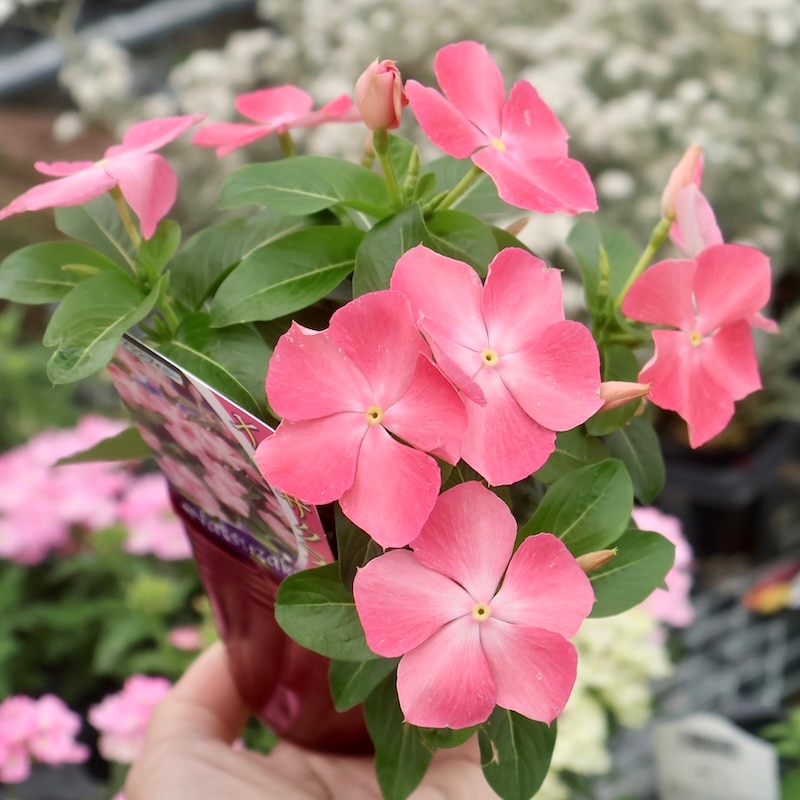 1点限り♪奥田園芸さんのビンカ(日々草)「紅ざくら」の花色の「夏桜」(3号ポット)