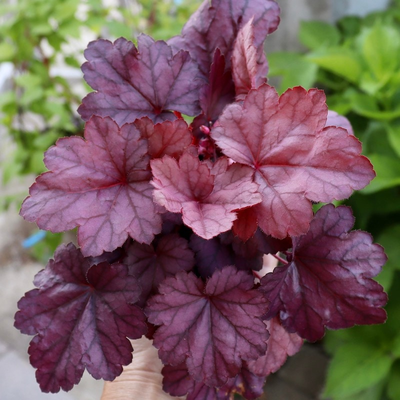 ハルディンさんのヒューケラ「グレープソーダ」(3号ロングポット)