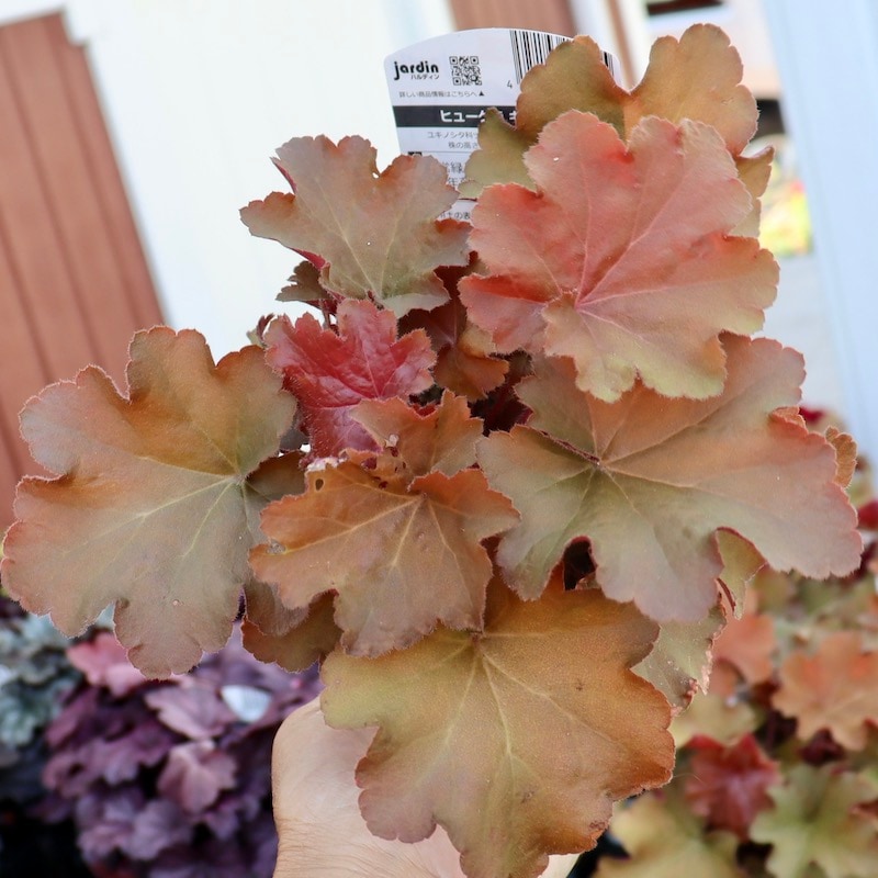 ハルディンさんのヒューケラ「キャラメル」(3号ロングポット)