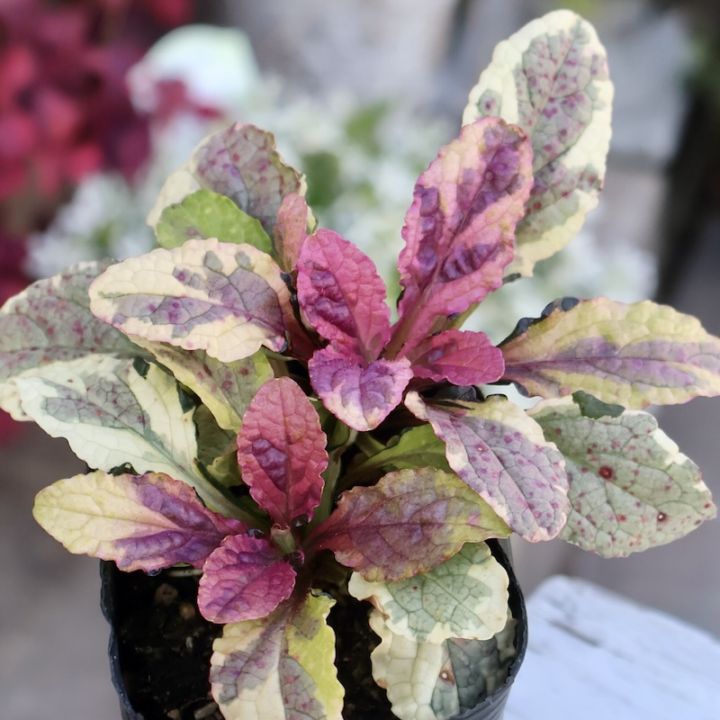 レア品種☆アジュガ「ロゼ」