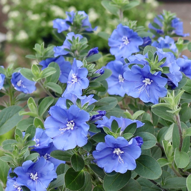 ボリューム満点の開花株♪PWブランド☆エボルブルス「ブルーラグーン