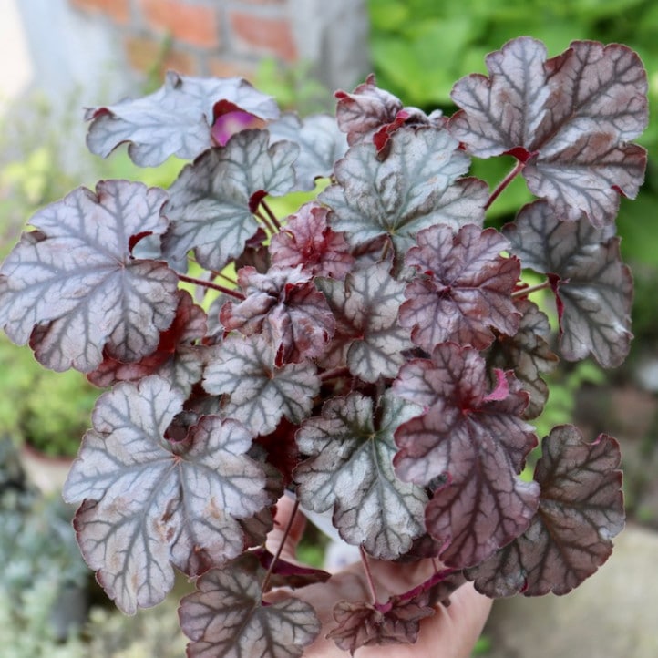 ハルディンさんのヒューケラ「ハリウッド」(3号ロングポット)