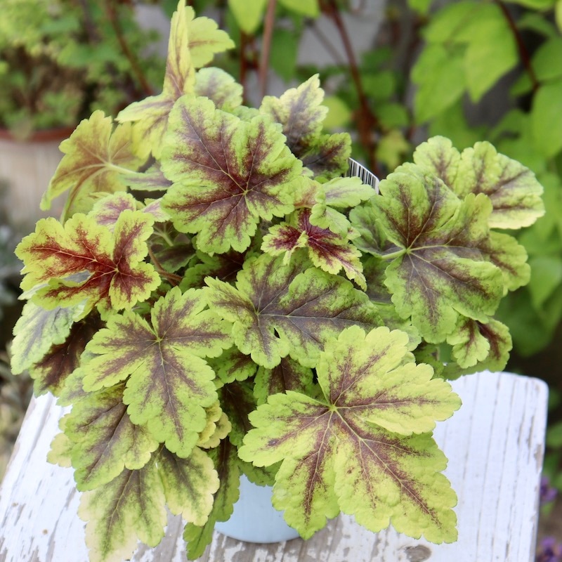 ハルディンさんのヒューケラ「ゴールドゼブラ」(3号ロングポット)