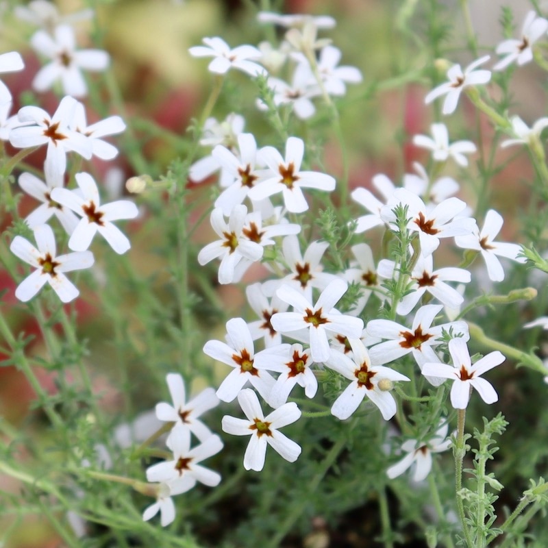 ボリューム満点の開花株☆ジャメスブリテニア「ソフィー」