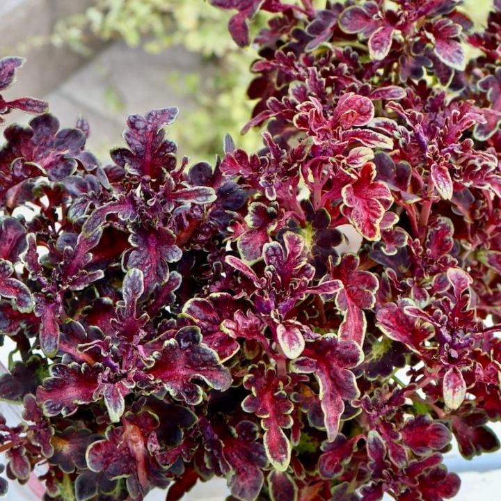 ボリューム満点株☆栄養系コリウス・バレッティ「キトリ」(3号ロングポット)