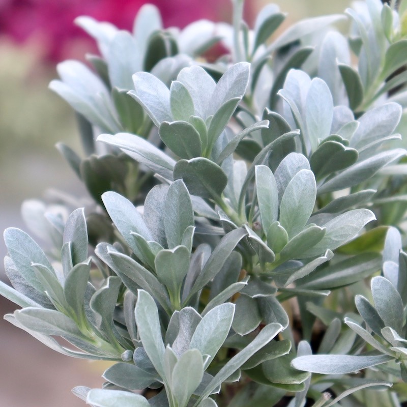 超良株☆美しい♪コンボルブルス・クネオルム(3号ロングポット)