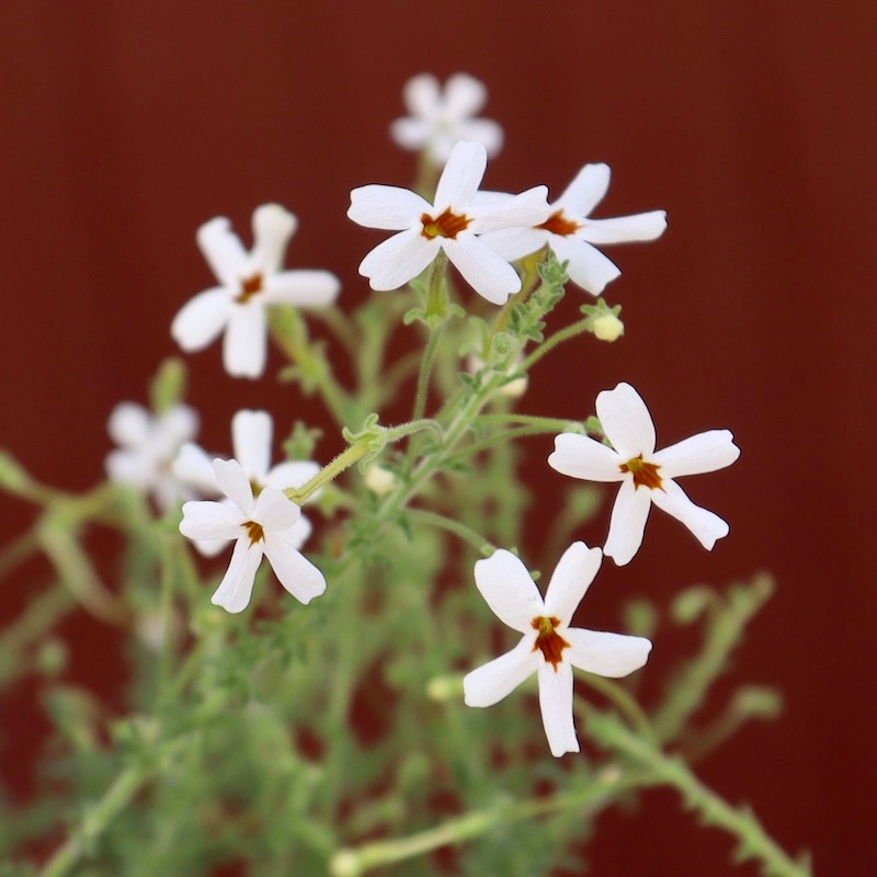 おすすめ☆ジャメスブリテニア「ソフィア」